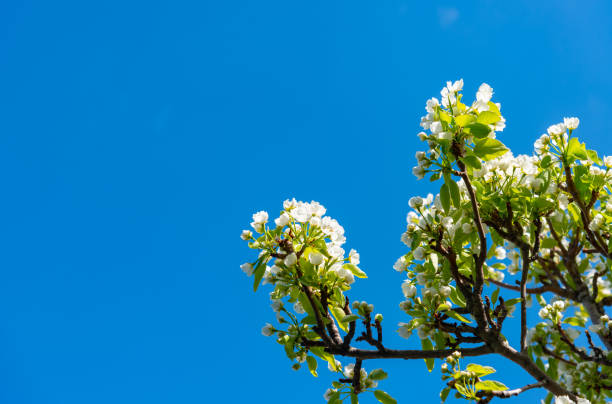 pereira em flor contra o céu azul, ucrânia - apple tree branch - fotografias e filmes do acervo