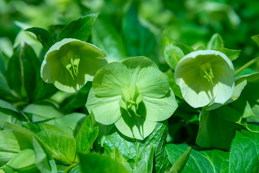 Christmas rose Hellebores (Hellebore sp.), yellow-green fruits with seeds, Ukraine