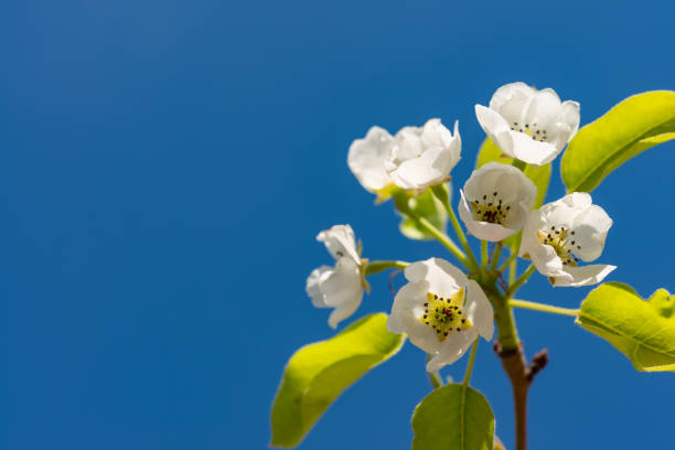 ramo de pera florida contra o céu azul, ucrânia - apple tree branch - fotografias e filmes do acervo