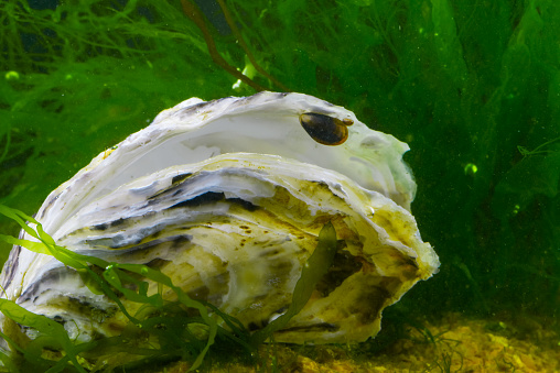 A young mussel attached to an oyster shell against the background of the green algae Enteromorpha, Black Sea