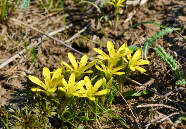 Yellow star of Bethlehem 
Gagea sp., bulbous plants blooming in spring in the Steppe Yellow star of Bethlehem 
Gagea sp., bulbous plants blooming in spring in the Steppe on the banks of the Tiligul estuary, southern Ukraine gagea pratensis stock pictures, royalty-free photos & images