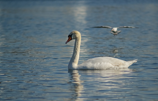 Elegant Mute Swan found in a small wetlands pond