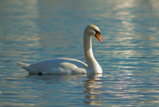 Mute Swan found in a wetland marsh located on Vancouver Island, British Columbia