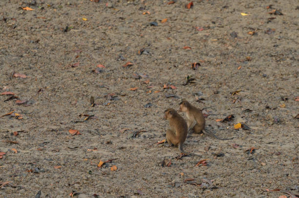 Wild monkey is running in old temple.\nBatu caves - Kuala Lumpur.