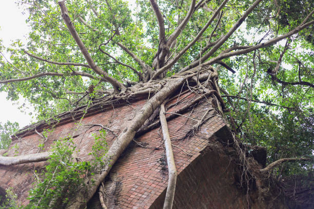 istock Banyan tree roots entwined on the old red brick building. 1936200296