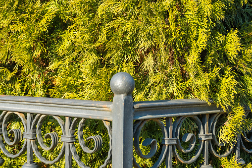 A wrought iron, cast iron fence with a thick emerald green thuja, arborvitae green hedge, privacy hedge and a narrow flowerbed with petunia flowers with a modern house behind. . High quality photo