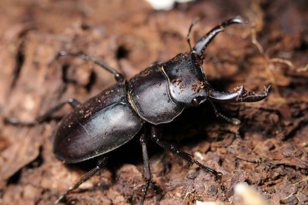 istock Small black stag beetle (Kokuwagata, male, Dorcus rectus) that has just come out of hibernation (Over view, flash light, macro close-up photography) 1936201941