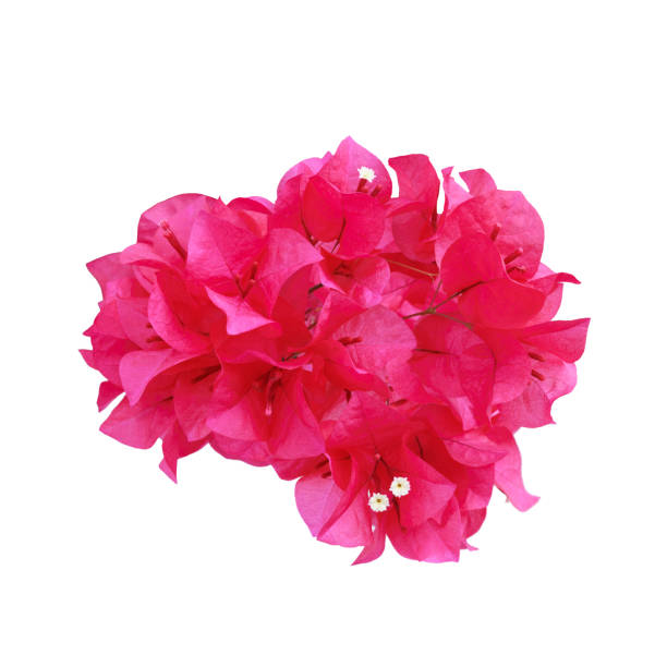 Pink bougainvilleas isolated on white background.