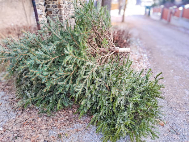 istock Color image of a discarded Christmas tree, outside on the side near garbage cans 1936206187
