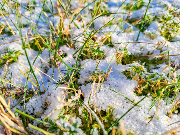 istock Background with the first snow falling on the green grass. Selective focus 1936206188