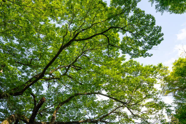 istock Fresh green and blue sky 1936212782