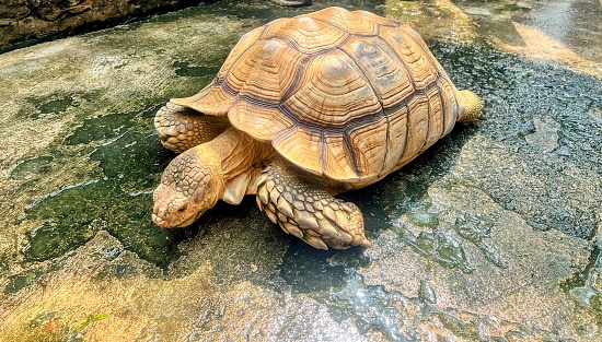 a photography of a turtle on a rock in a zoo.