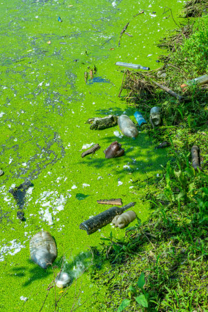 istock Floating garbage in a pond overgrown with floating duckweed and Wolffia plants, Odessa Ukraine 1936235032