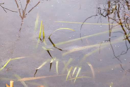 the water surface of a pond is frozen over and plants are trapped in it