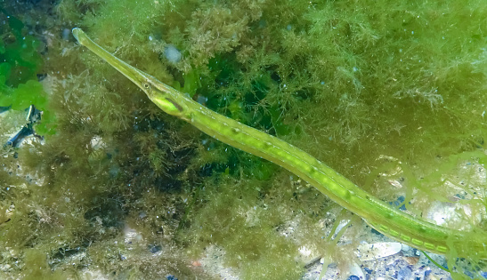Fish in the thickets of seaweed. Broadnosed pipefish (Syngnathus typhle) is a fish of the Syngnathidae family (seahorses and pipefishes)