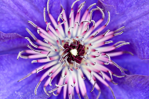 An Abstract view of the center of a blue clematis flower