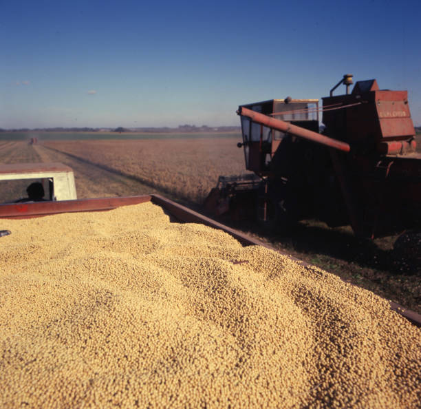 Pouring soybean grain into tractor trailer after harvest in the field