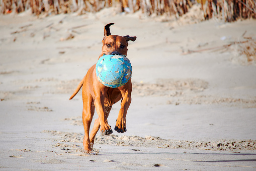 Big brown dog running and playing with ball on the beach. Rhodesian ridgeback dog
