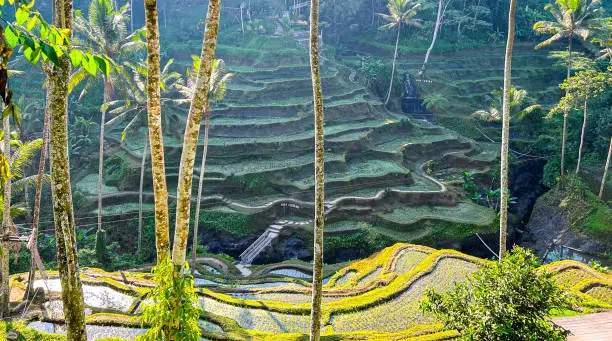 Beautiful Ceking Rice Terrace in Bali
