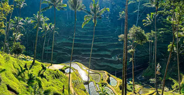 Beautiful rice terraces of Ceking Rice Terrace in Indonesia