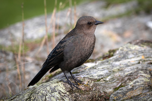 Close-up of a female Starling perched on driftwood along the shoreline.