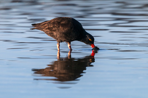 An Oystercatcher feeding along the shoreline.