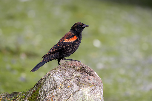 Close-up of a Red Winged Black Bird perched on driftwood.
