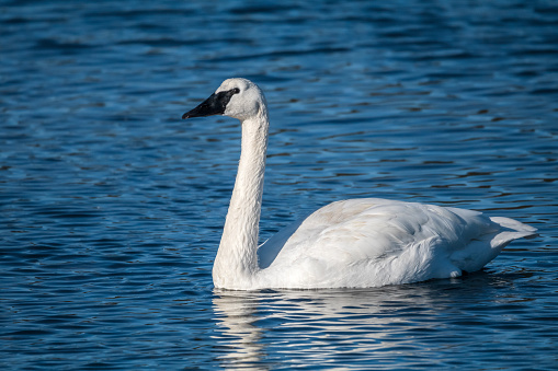 Close-up of a Trumpeter Swan along the shoreline of Vancouver Island.