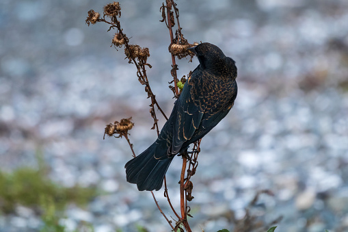 Black Bird perched on a branch feeding on seeds.