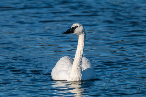 istock The Trumpeter Swan (Cygnus buccinator) 1936318079