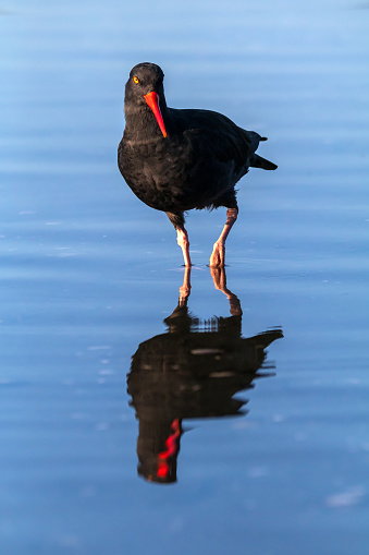 An Oystercatcher feeding along the shoreline.