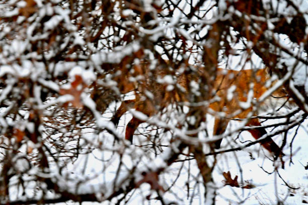 An Eastern American Red Fox blends in behind tree branches as it hunts for its next meal in the snow on a cold winter day.