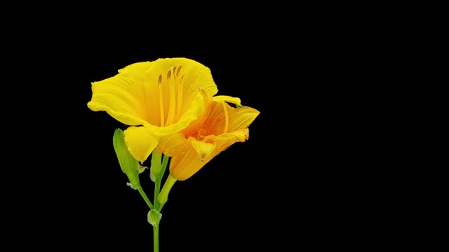 Moving slider timelapse of a yellow daylily flowers blooming, isolated on a black background
