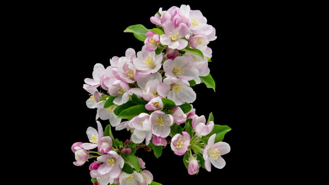 Closeup timelapse of the crabapple blossoms blooming, isolated on a black background