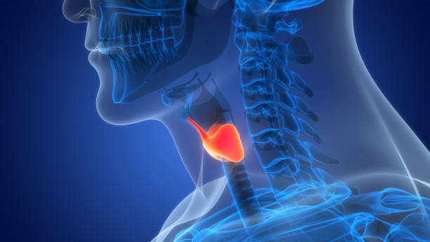 istock Human Body Glands Thyroid Gland Anatomy 1936336469