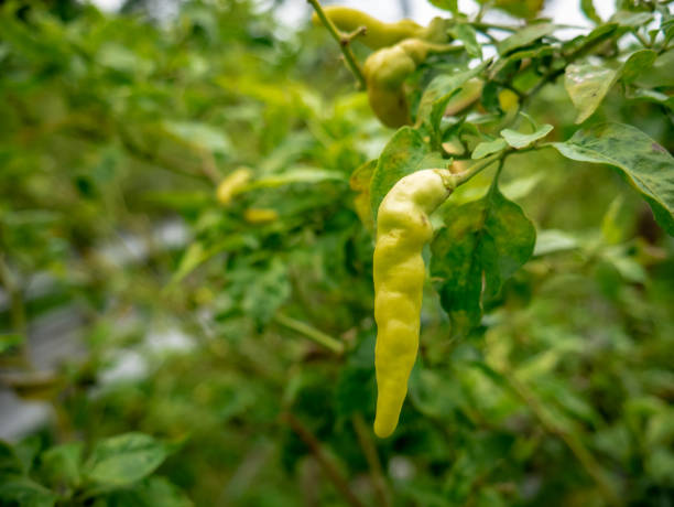 istock chili hanging on the tree waiting to be harvested 1936368372