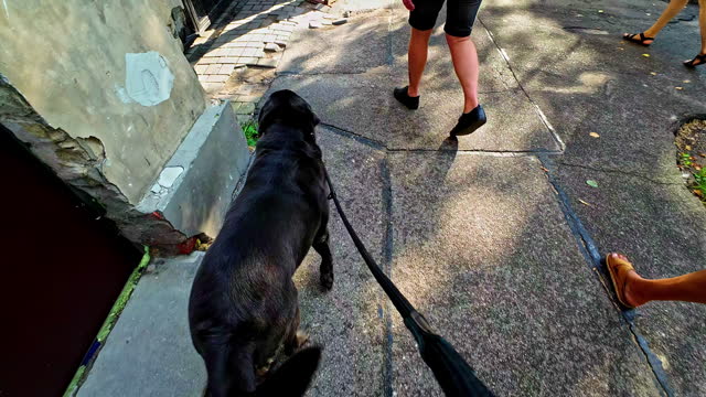POV shot of a black Labrador walking on the pavement in slow motion on a sunny day.