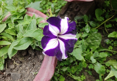 Garden flowering plant - Petunia. Color - violet with white lines.