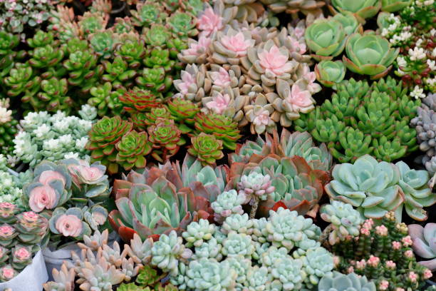 istock Multiple Kinds of Succulent Plants Background 1936413478