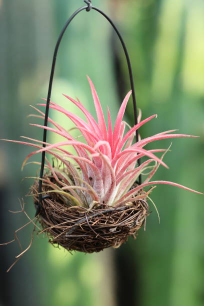 istock Pink Sky Plant in Hanging Basket Close-up 1936421284
