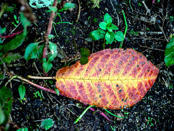 istock A red and yellow autumn leaf on the ground 1936439020