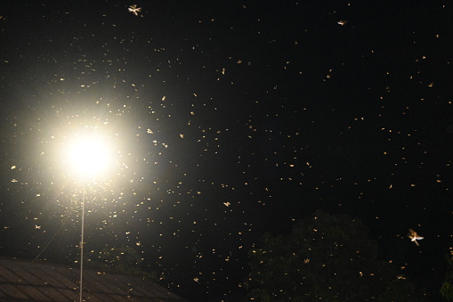 a group of moths or flying termites or alates (Macrotermes gilvus) flying around the light of a street lamp.
