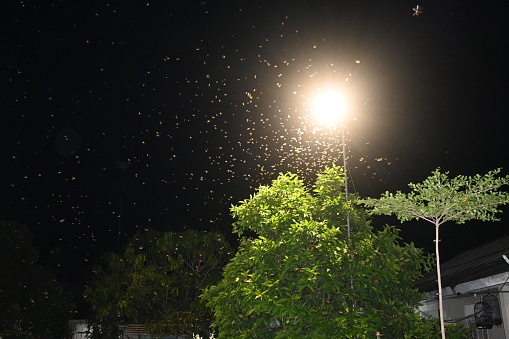 a group of moths or flying termites or alates (Macrotermes gilvus) flying around the light of a street lamp.