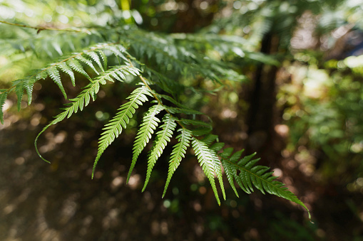 Fern fronds in shaft of sunlight are brilliant green and are reflected in perfectly still water which provides a dark background.  Blue patches reflect sky through forest above.  Seal Bay Nature Reserve, Vancouver Island, BC