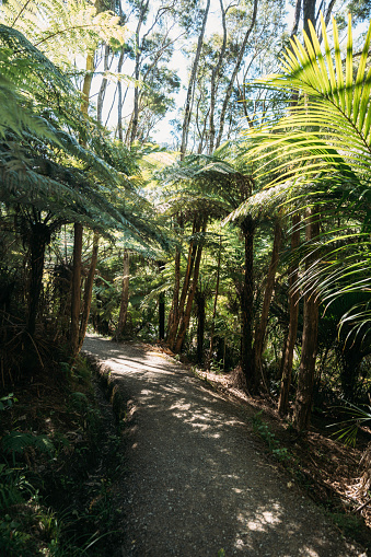 A serene walking trail meandering through a vibrant forest, lined with an array of ferns and palms. The dappled sunlight peeks through the canopy, highlighting the diverse textures and shades of green of the undergrowth.