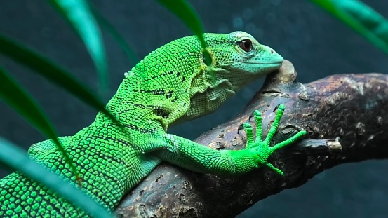 a green lizard crawling on a tree branch