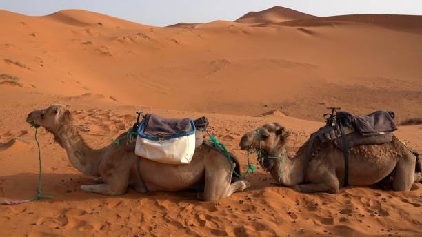 istock two camels relaxing in the desert 1936459870