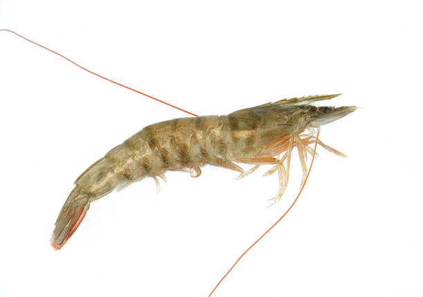 istock Fresh living shrimp isolated on white background 1936469316