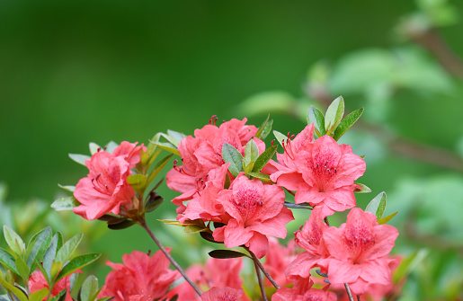 close up on blooming purple rhododendron in spring