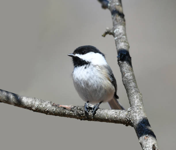 istock black capped chickadee bird standing on the tree branch 1936478663